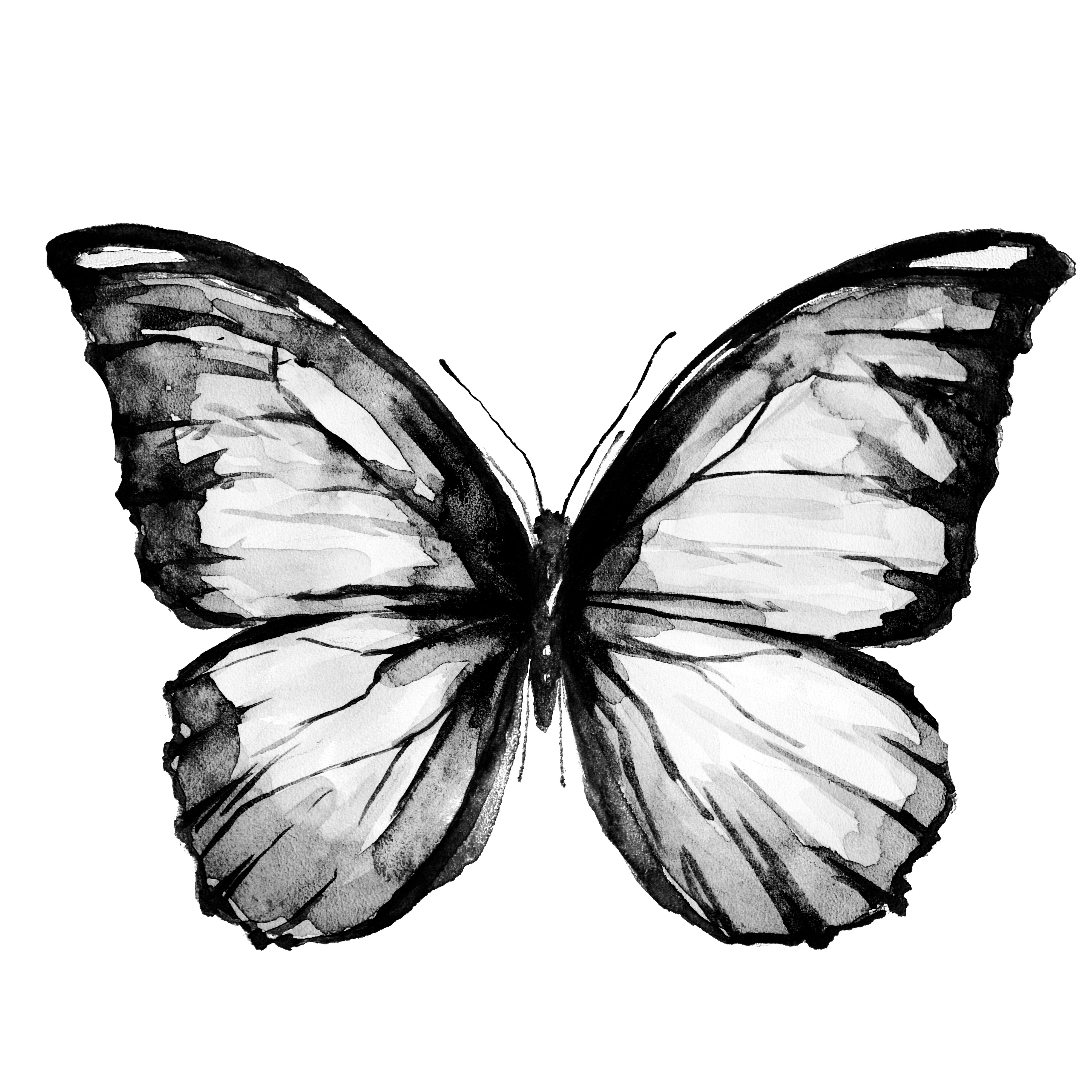 black butterfly, isolated on a white