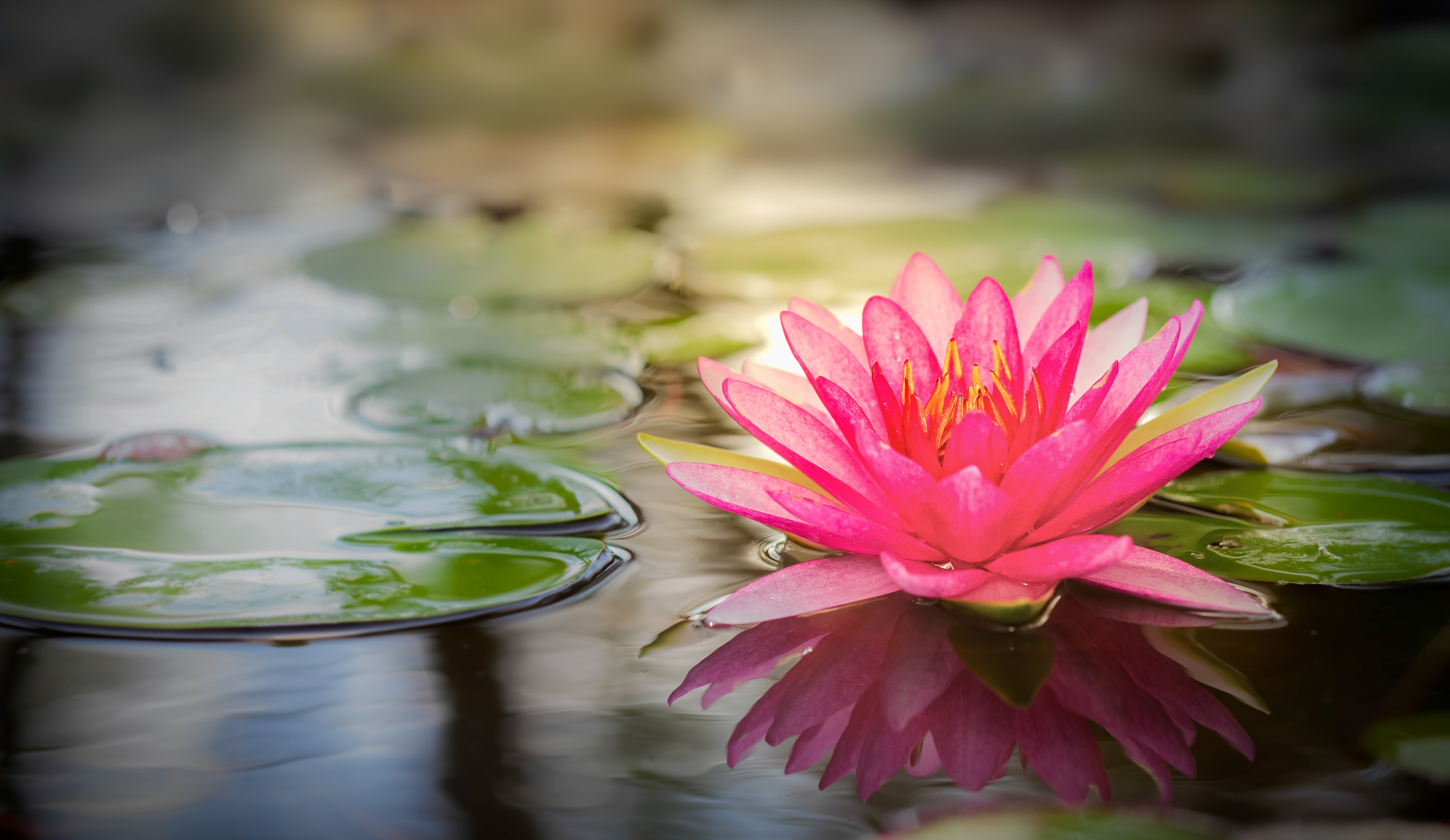 Pink lotus flot on the river gardent.