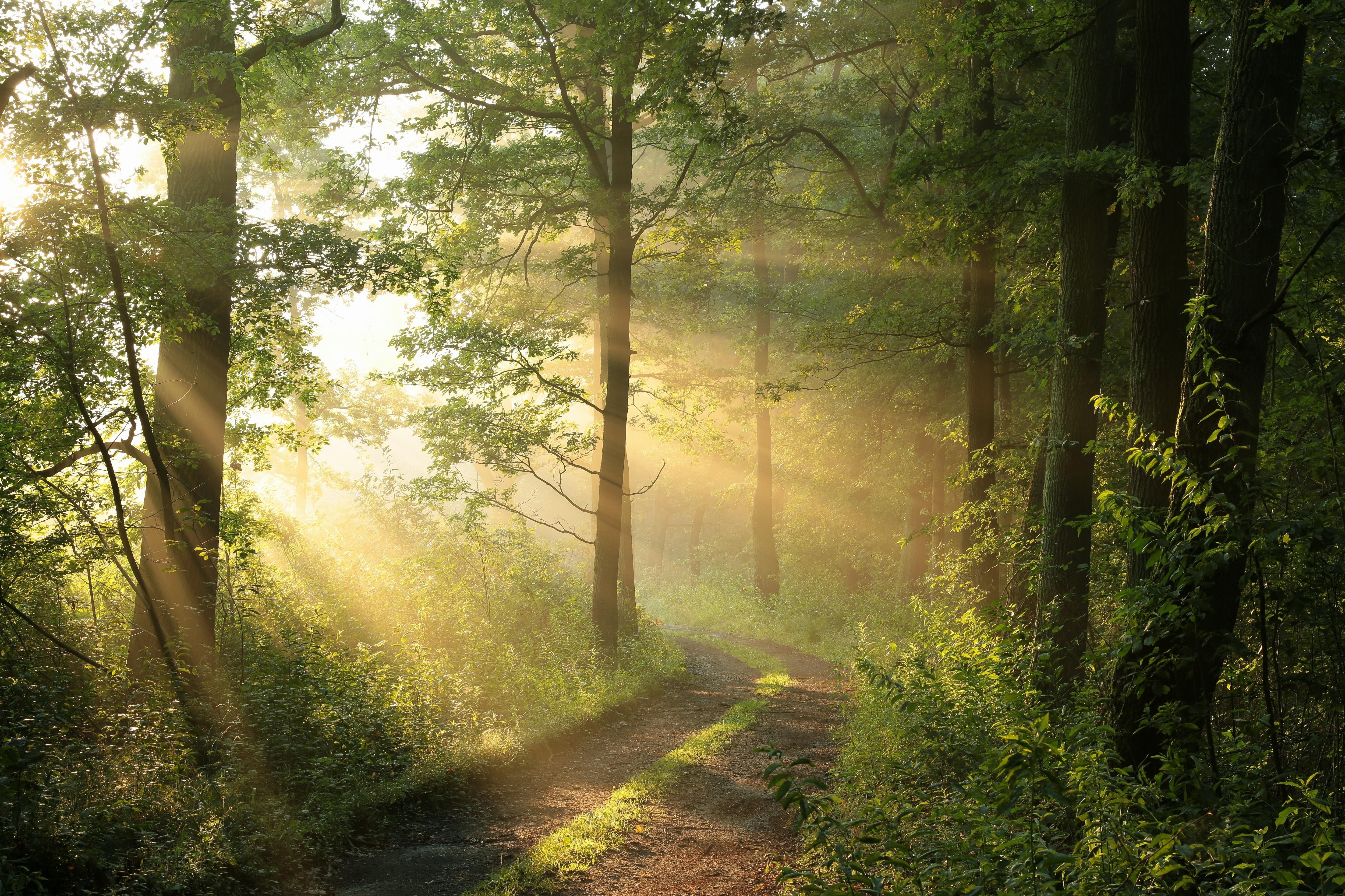 Dirt road through deciduous forest at dawn