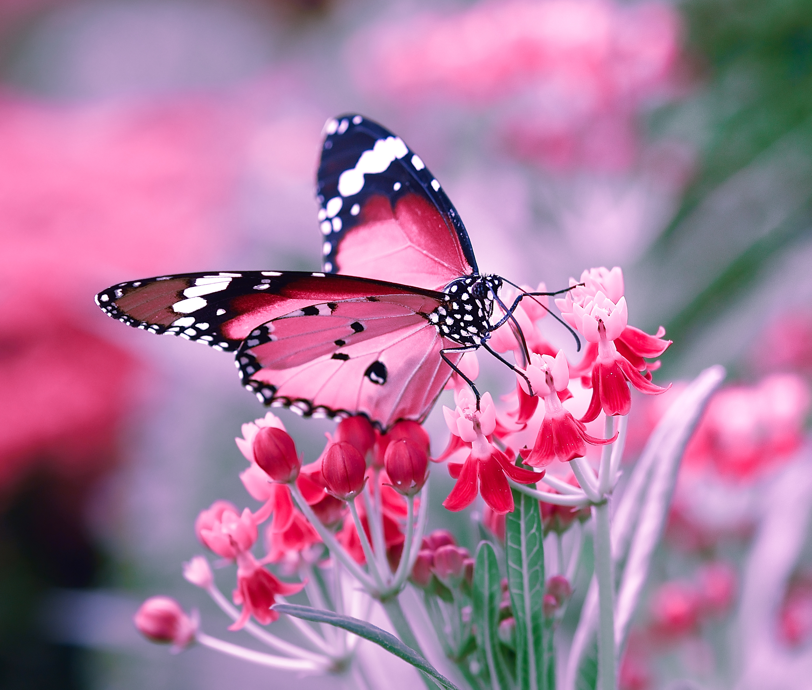 Красивые бабочки на цветах. Красивые бабочки. Бабочка на цветке. Розовые бабочки.